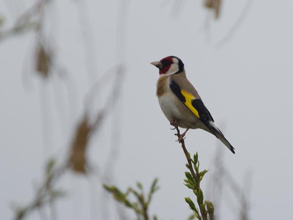 <h3>Carduelis&nbsp;carduelis / European&nbsp;goldfinch / Putter</h3>OM-1 Mark II met OLYMPUS M.150-400mm F4.5 TC, 1/2000 sec  bij F5.6, ISO 500, afstand 21.1&nbsp;m